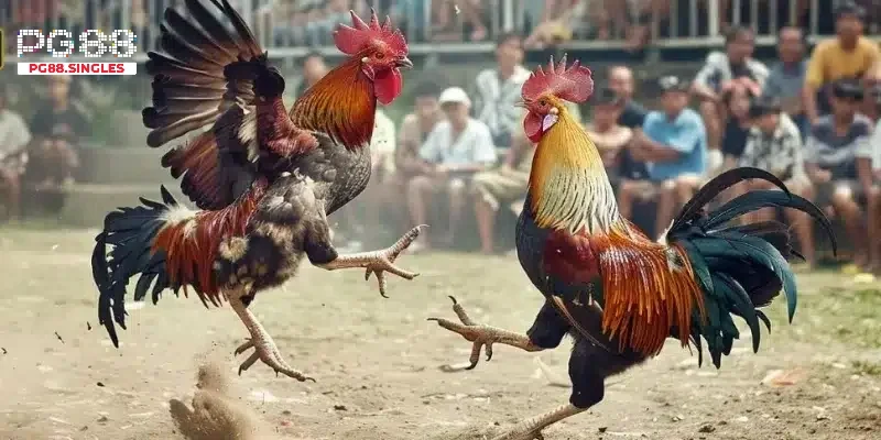 Các thể loại đá gà thomo